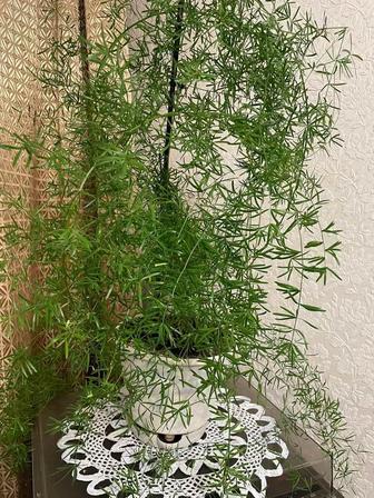 Продам растения комнатные