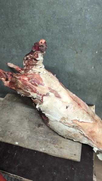 Мясо сайгака