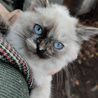 Котята Невская маскарадная