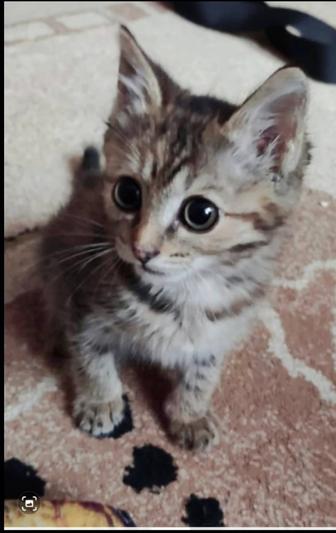 Котенок в дар