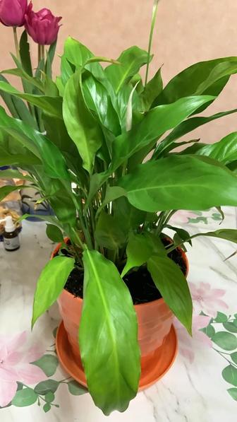 Продам домашний цветок