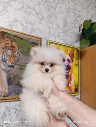 Шпиц померанский щенки