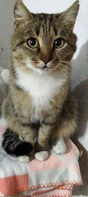 Отдам кота 1 год