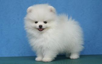 Шпитц мальчик