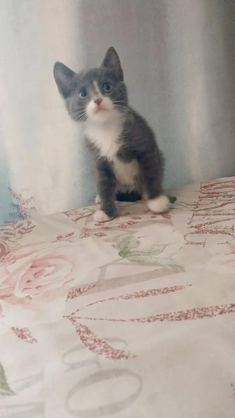 Отдам котят