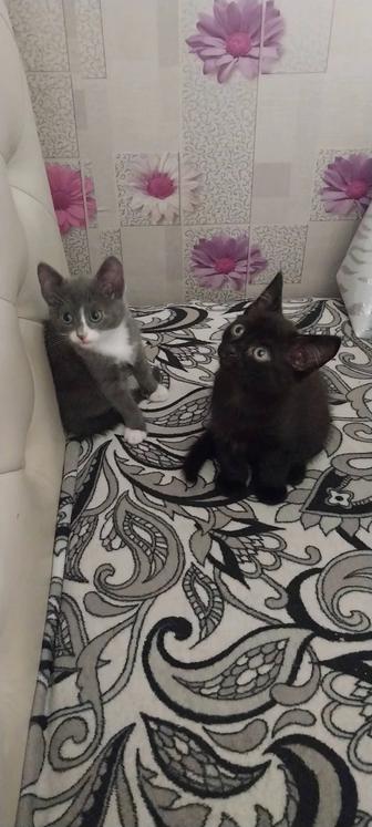 Отдам котят