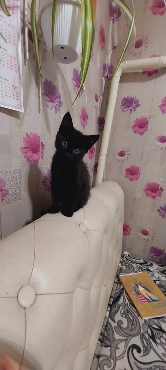 Отдам котят