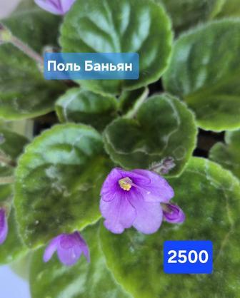 Поль Баньян фиалка