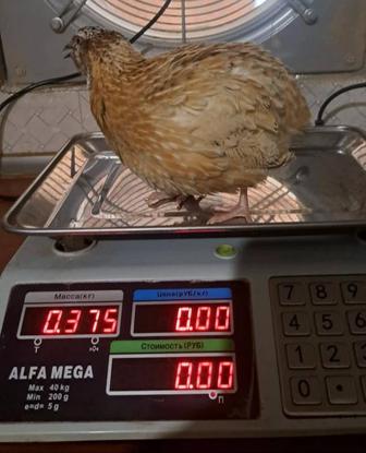 Продажа Перепелов - феникс