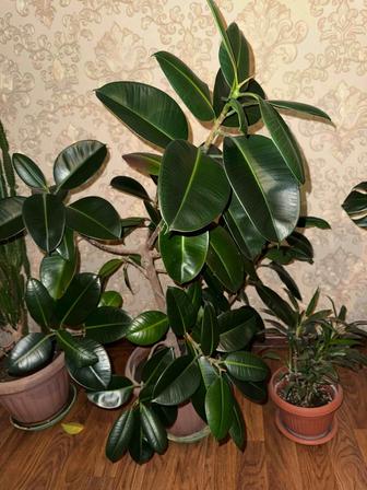 Комнатные растения