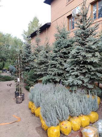 Саженцы кустарники и хвойные деревья все виды