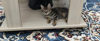 Отдам котенка в добрые руки