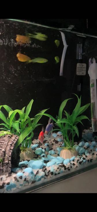 Продаются аквариумные рыбки тернеции. Здоровые, активные, разных цветов.