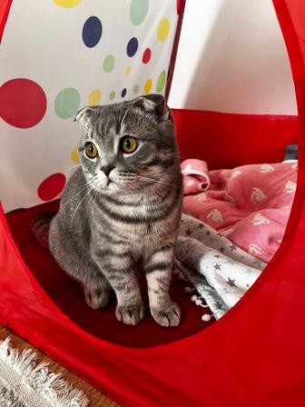 Продам британский короткошерстный кот