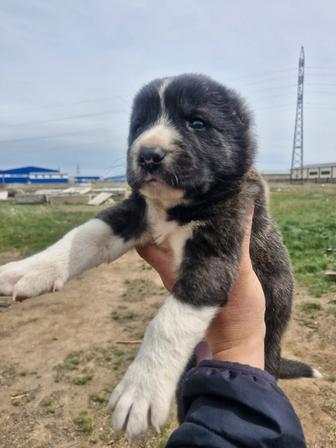 Продам Щенка Алабая