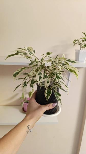 Продам цветы, растения, отростки