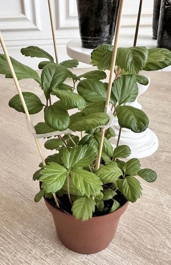 Земляника трех сортов Желтое чудо, Белая душа, Али баба.