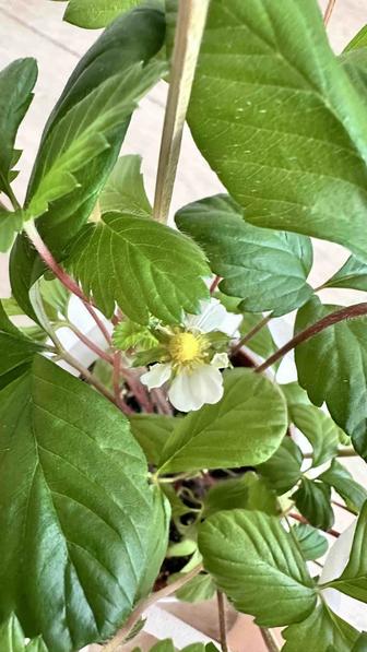 Земляника трех сортов Желтое чудо, Белая душа, Али баба.