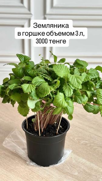 Земляника трех сортов Желтое чудо, Белая душа, Али баба.