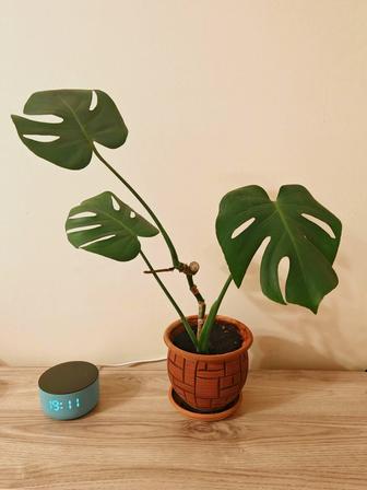 Монстера деликатесная