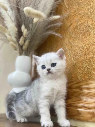 Клубная кошечка scottish страйт