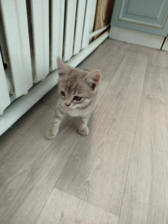 Кошка