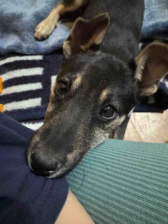 щенок ищет дом