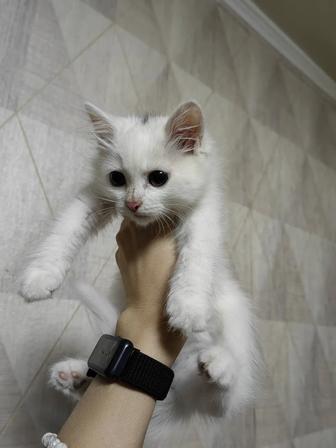 Котятки за шоколадку