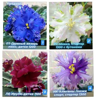 Сортовые фиалки