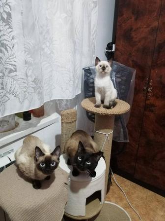 Котята сиамские