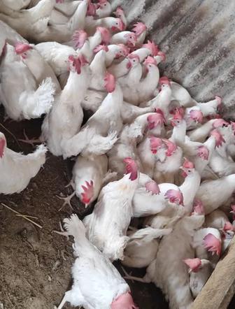 Продам кур несушек