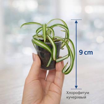 Комнатные растения черенки укорененные