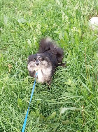 Предлагается к продаже кобель шпица в редком окрасе Мерле