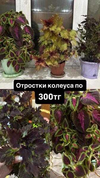 Продам отростки Колеуса
