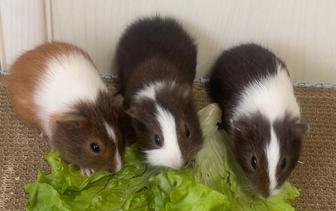 Продам морских свинок