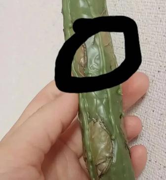 Свечи програмные