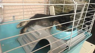 Продам декоративного кролика