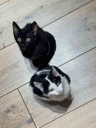 Отдам котят в добрые руки