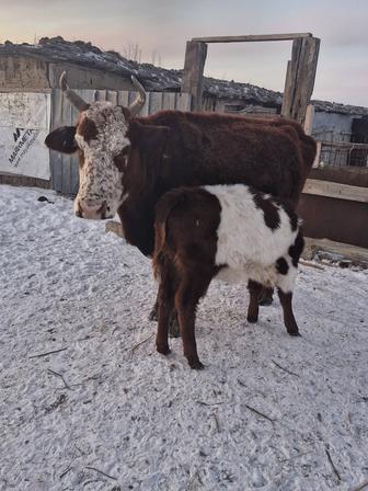 Скоты коровы