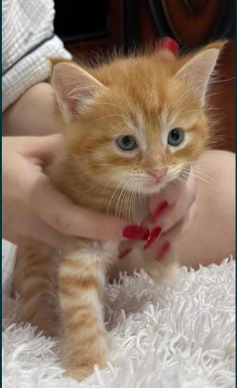 Котята Скоттиш страйт