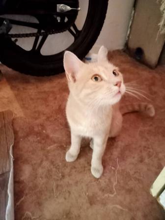 Котик рыжий 1год красивый очень добрый игривый в добрые руки бесплатно