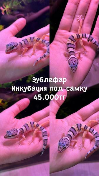 Гекконы эублефары