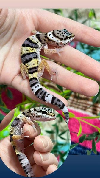 Гекконы эублефары