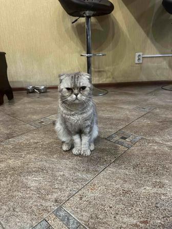 Кошечка в хорошие руки