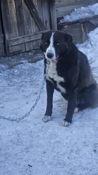 Отдам собаку в добрые руки