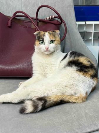 Кошка вислоухая бесплатно