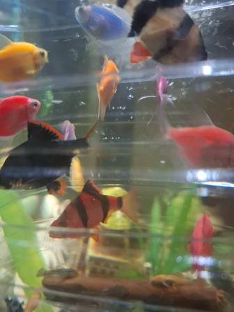 Барбусы, тернеции