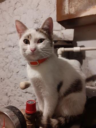 Дарю котенка кошечка