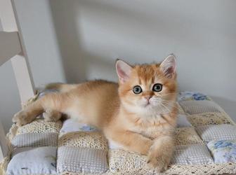 Британская золотая девочка