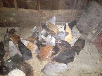 Куры домашние